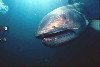 巨口鲨分布在印度洋,太平洋,大西洋,栖息深度约5至1000米之间,以深海