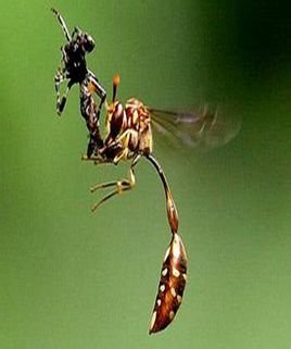 中文学名 舍腰蜂 界 动物界 纲 昆虫纲 门 节肢动物门  外形特征