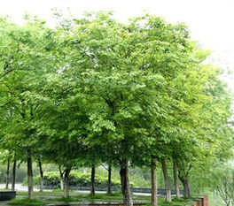 朴树(学名:celtis sinensis pers.),为榆科落叶乔木植物.