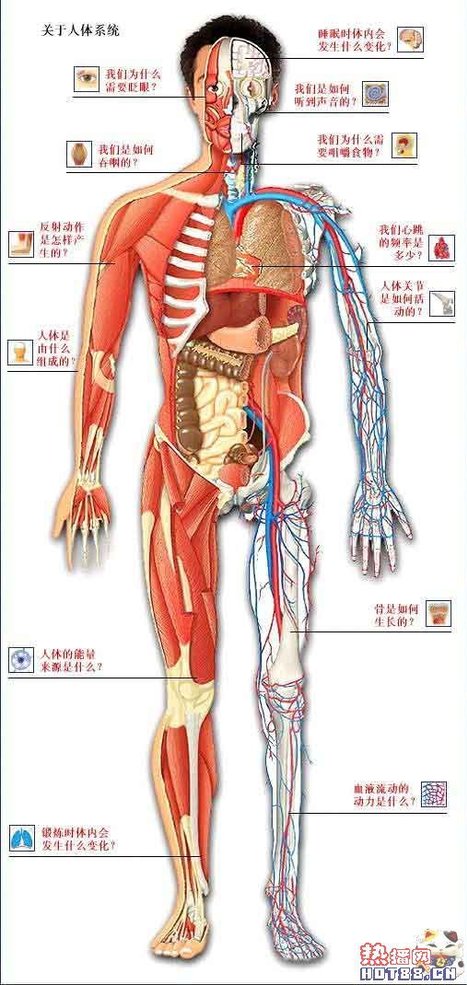全身各骨借关节相连形成骨骼,起支持体重,保护内脏和维持人体基本形态