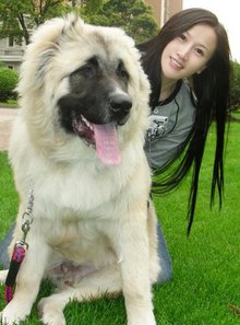 家养高加索幼犬热销中