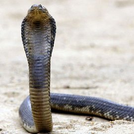 阿氏射毒眼镜蛇