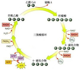 丙酮酸去氢酶复合物