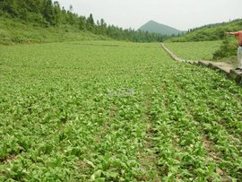 重庆市武隆仙女天然色素有限责任公司