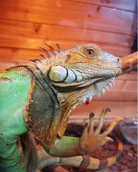 绿鬣蜥吃什么_刺尾鬣蜥和绿鬣蜥_绿鬣蜥吃蜥蜴吗