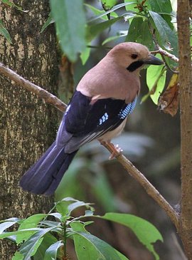 松鸦尼泊尔亚种