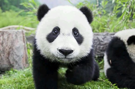 中国独有动植物_360百科