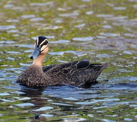 高唐县：村里喇叭响了乡民心里亮了