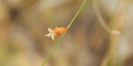 线状匍匐茎藨草