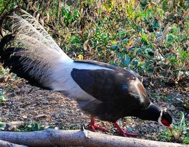 陕西韩城黄龙山褐马鸡国家级自然保护区