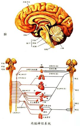 内脏神经系统
