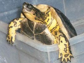 哥伦比亚木纹龟