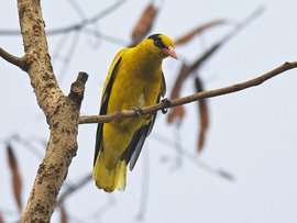 黑枕黄鹂塔利亚布亚种