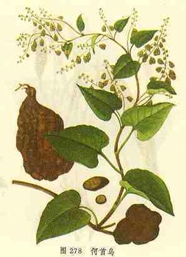 何首乌提取物_360百科