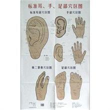 标准耳,手,足部穴区图