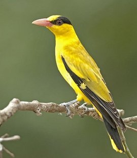 黑枕黄鹂苏禄群岛亚种