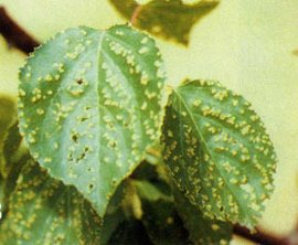 李细菌性穿孔病