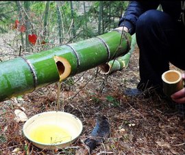 景宁山哈竹筒酒