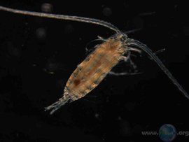 等形小剑水蚤