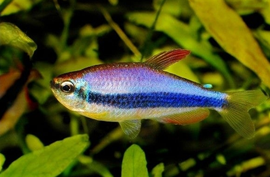 蓝国王灯鱼_360百科