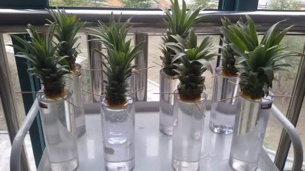 菠萝叶水养 要注意什么 怎么样能快速长 根须 -