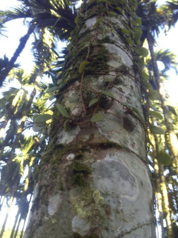 槟榔树上的寄生草是什么,有什么办法能杀死吗