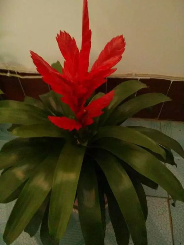 请问这是铁兰属凤梨花吗,该怎么养殖_360问答