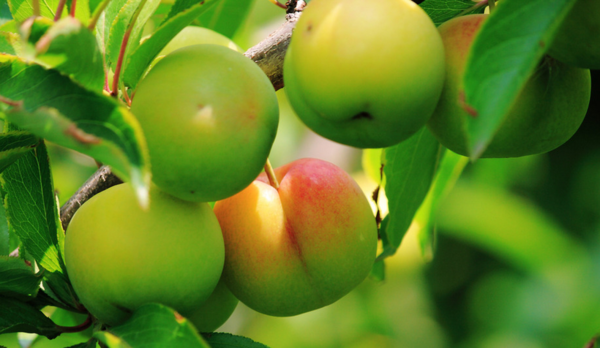 李子不能和什么一起吃_360问答