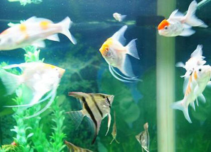 家养观赏鱼哪种鱼好养 选适应能力强的_360问