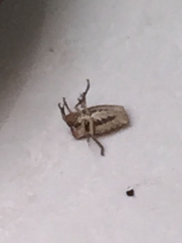 请问这是什么昆虫,有毒吗?_360问答