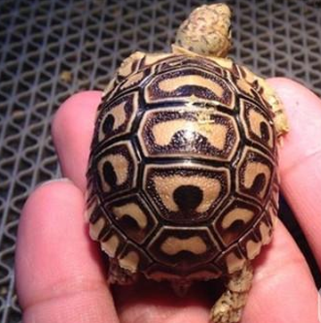 豹纹陆龟好养吗 尽量选择个体比较大的_360问