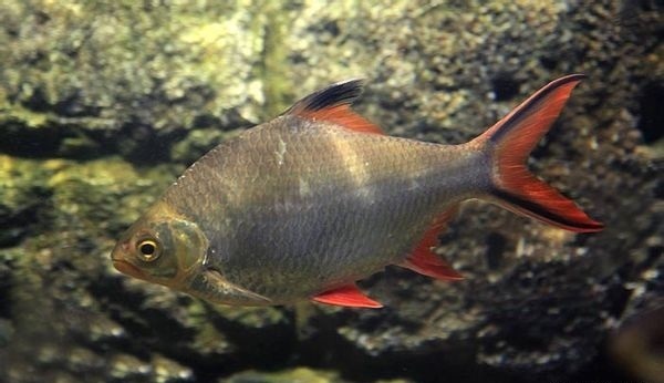 和泰国鲫相似的是什么鱼类没有黑线红眼银黄色_360问答