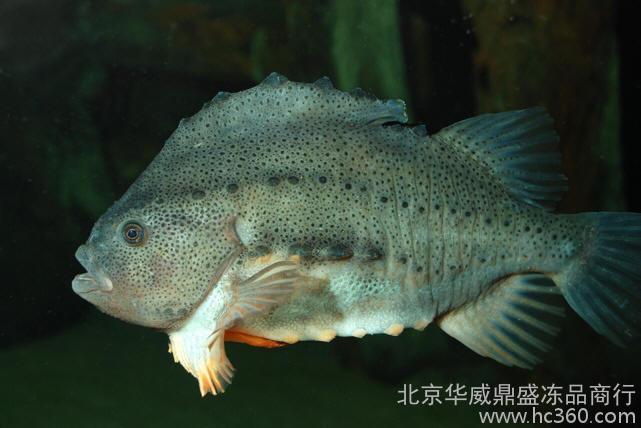 海参斑去鳞: 1. 将海参斑放入冷水中浸泡5-7分钟,将鱼身表面的冰衣融掉,但鱼身保持较硬的状态. 2. 将鱼尾提起,鱼身成斜面,用开水浇到鱼身两面,用手轻轻一拨,将沙鳞去除干净. 3. 把烫过的鱼放入冷水中冲洗一下,即可用钢丝球刮擦鱼的沙鳞,约3分钟可去除干净. 4. 如有个别沙鳞没有去除干净,用小刀轻轻切掉即可.