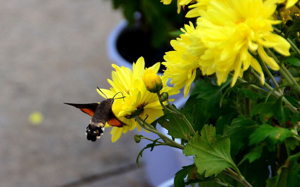 尼康d7200单反相机的画质真有宣传的那样好吗