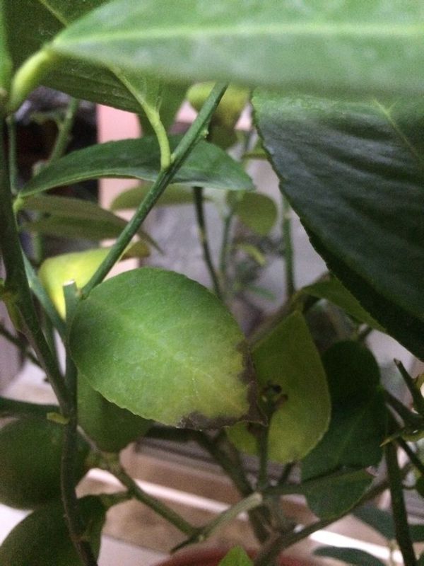 柠檬树叶子尖变黄干枯脱落原因 最近将购入的