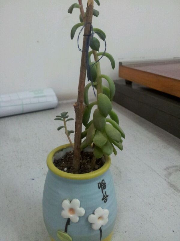 我的多肉植物怎么蔫蔫的呢?_360问答