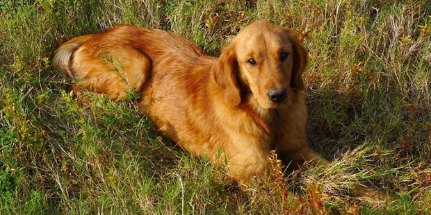 十个月的金毛相当于人类几岁智商 - 中华问答网