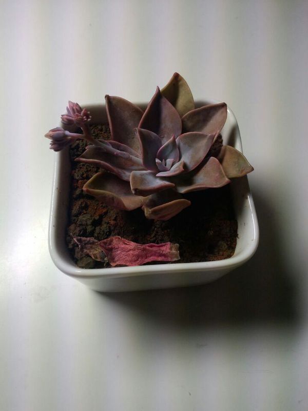 请问这一多肉植物的品种是什么?它现在好像要