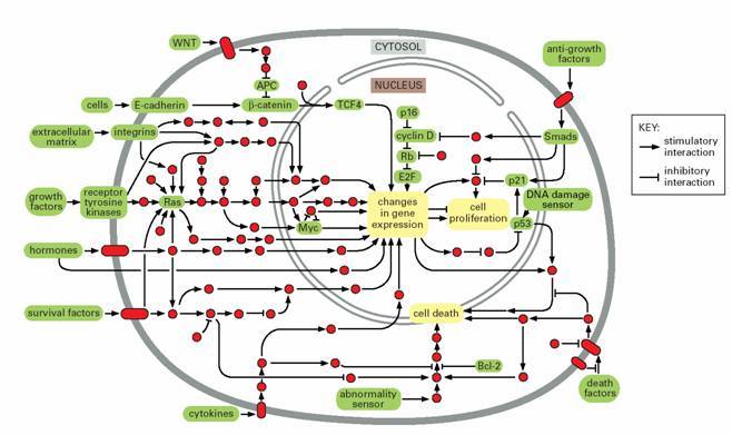 Notch通路图示图片