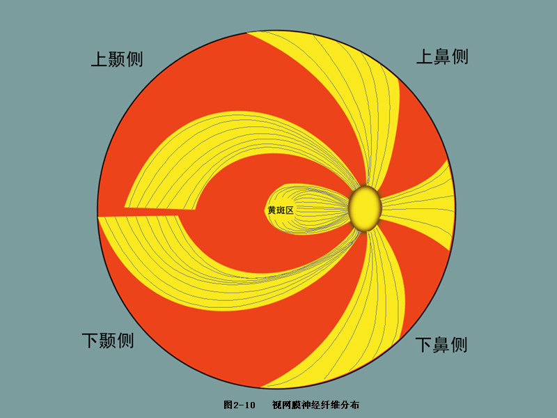 视盘(optic disc:全称视神经盘,也叫视神经乳头,视网膜由黄斑向鼻侧