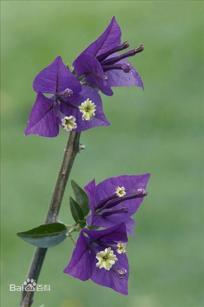 怎样区分三角梅花蕾和叶子_360问答