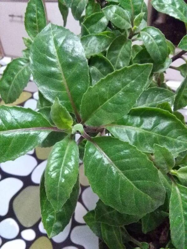 这花叫什么名字?听说叶子泡水喝能治糖尿病。