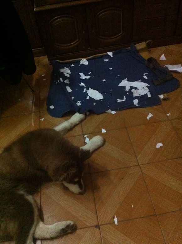 如何解决哈士奇拆家?_360问答