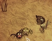 饥荒蜘蛛帽有什么用_360问答