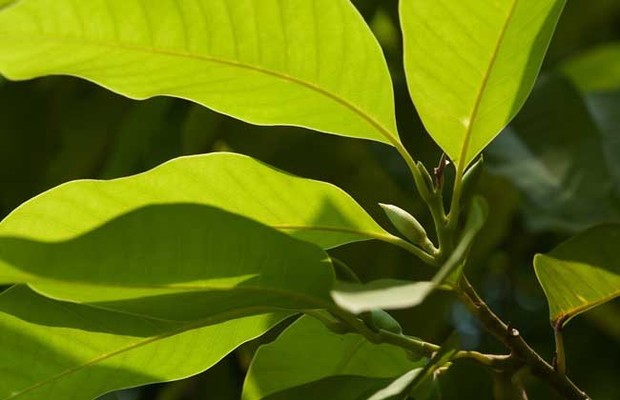 白兰花什么时候开花?图片