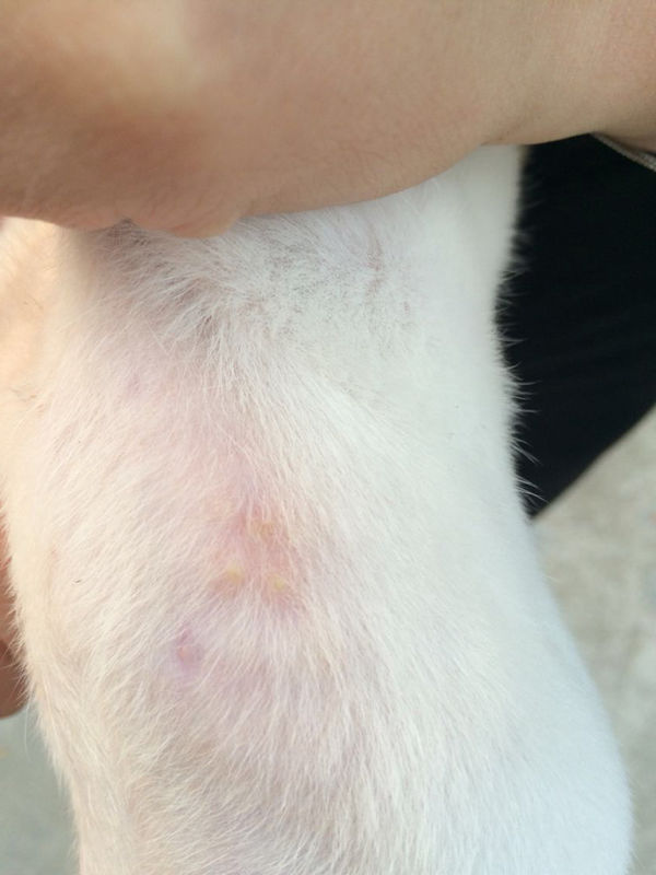 我家狗狗身上长这种痘痘,里面有脓,这个是新长