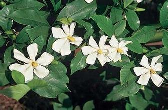 山梔(gardenia jasminoides),又名木丹,鮮支,卮子,越桃,水橫枝,支子花