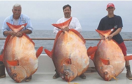 月亮鱼,英文名moonfish.