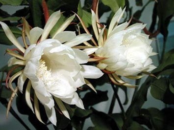 优昙花