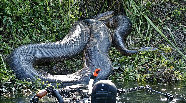 泰国湄公河巨蟒图片